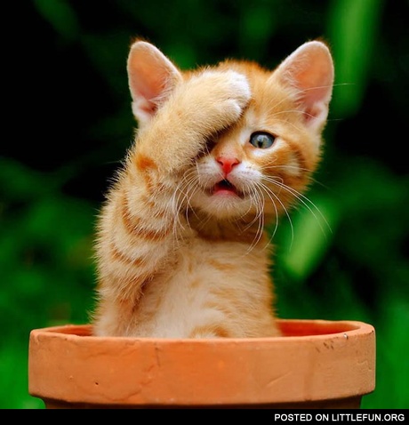 Facepalm cat