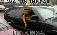 Wait in the car like a boss