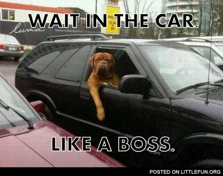Wait in the car like a boss