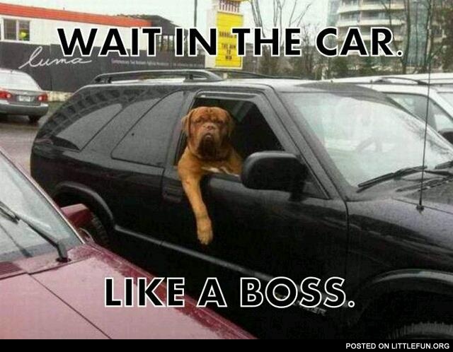 Wait in the car like a boss