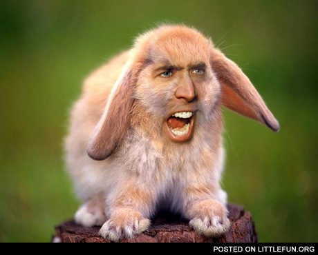 Nicolas Cage rabbit