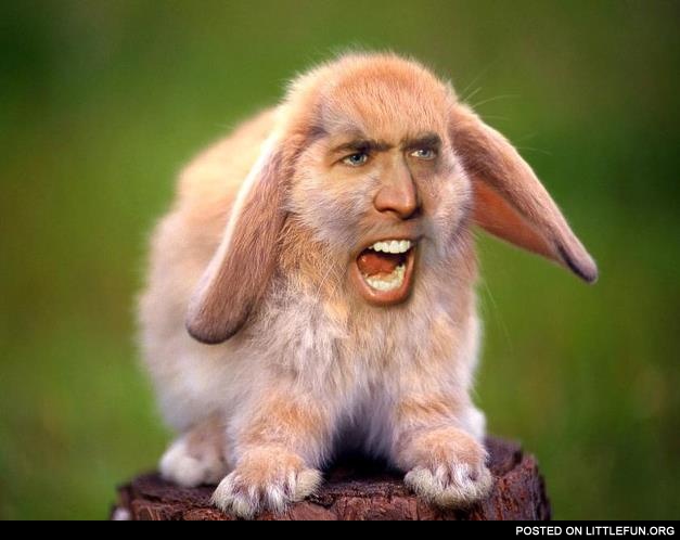 Nicolas Cage rabbit