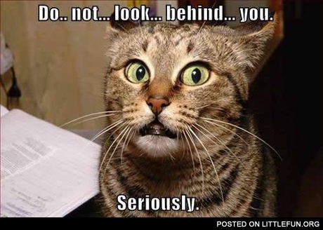 Do not look behind you. Scared cat.