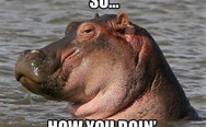 Sexy hippo