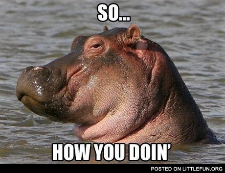 Sexy hippo