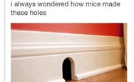 How mice made these holes?
