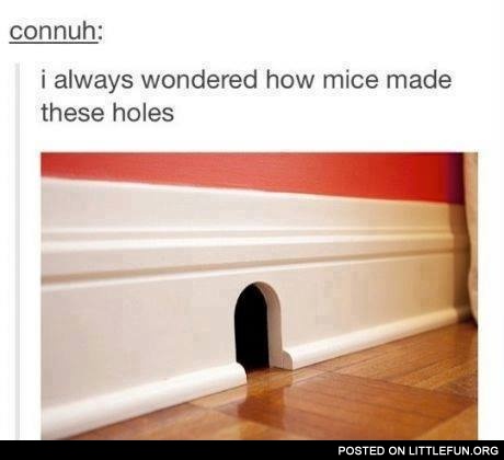 How mice made these holes?