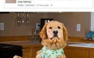 Baking dog