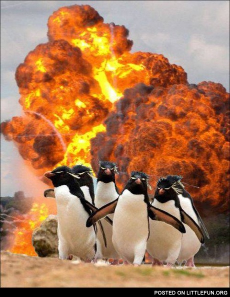 Thug penguins