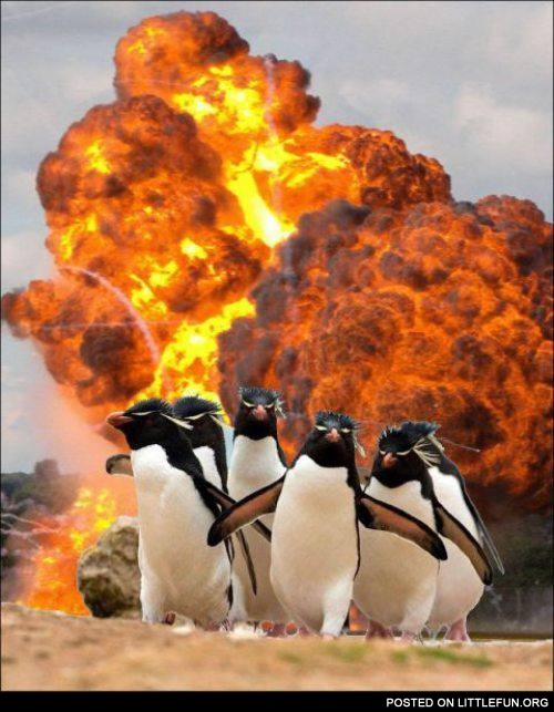 Thug penguins