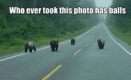 Bears on the road
