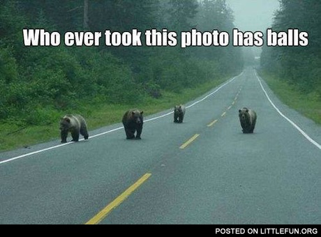 Bears on the road