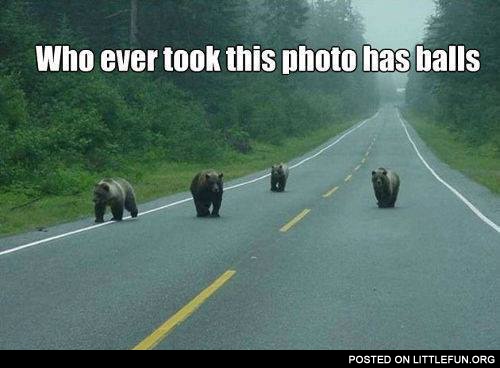 Bears on the road