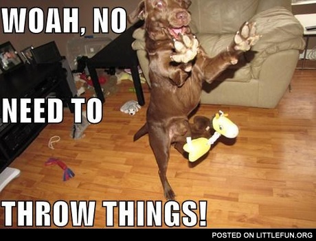 Crazy dog