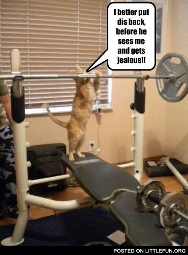 Cat and a rod