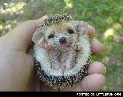 Baby hedgehog