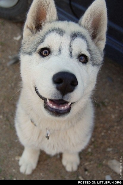 Awesome husky