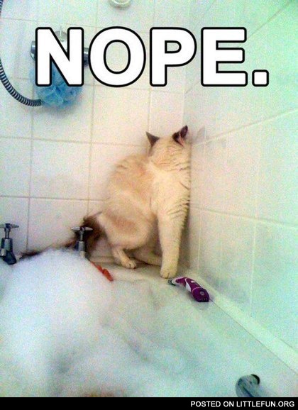 Cat in the bath