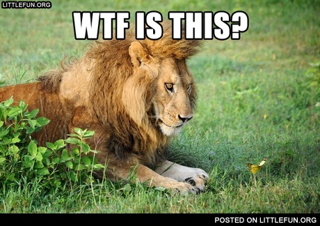 WTF is this?