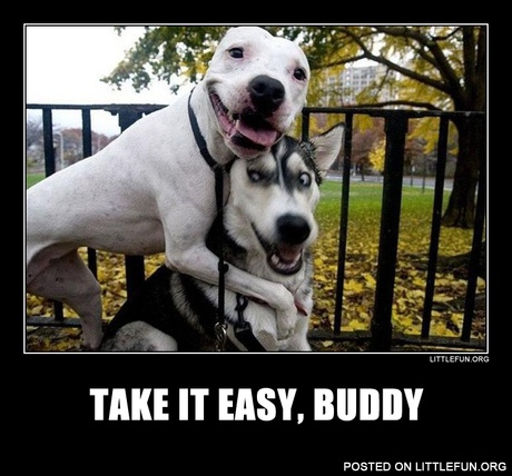 Pitbull and husky, best buddies