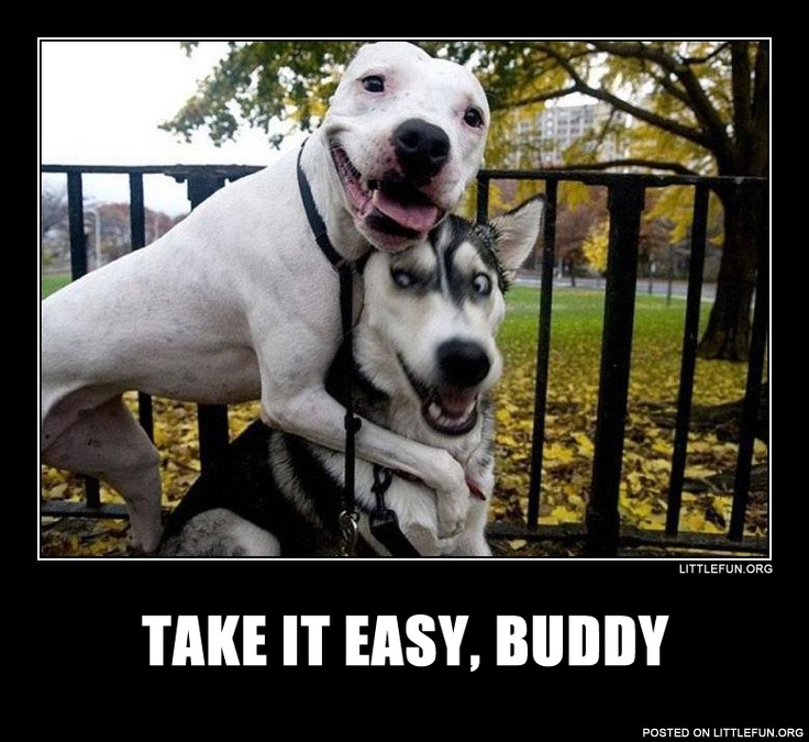 Pitbull and husky, best buddies