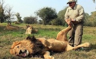 Lion massage