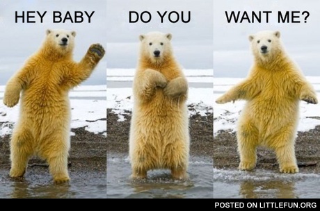 Sexy bear