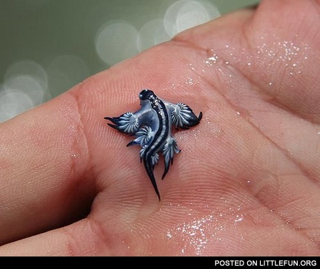 Sea slug