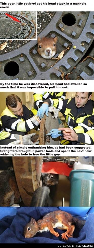 Trapped squirrel