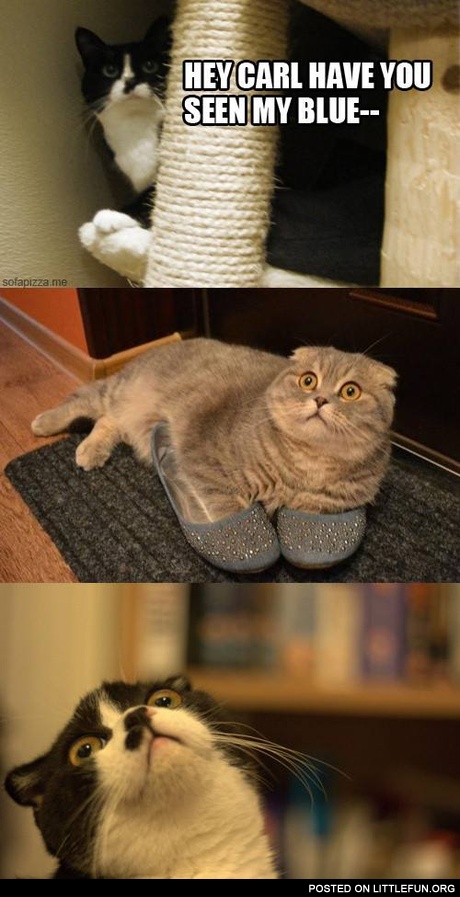 Stoned cats