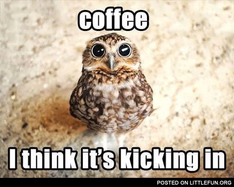 Coffee owl