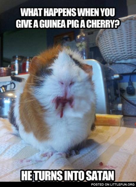 Satan guinea pig