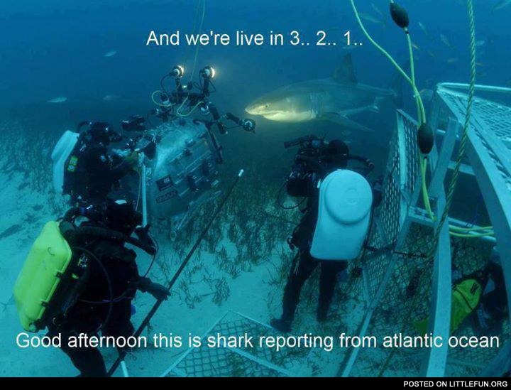 This is shark reporting from Atlantic Ocean