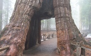 California tunnel tree