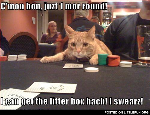 Casino cat
