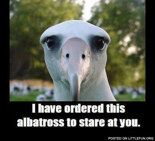 I have ordered this albatross to stare at you