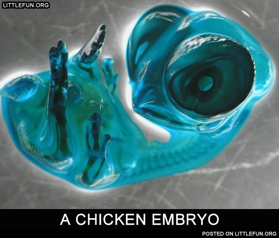 A chicken ambryo