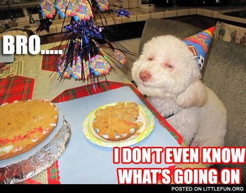 Dog's birthday
