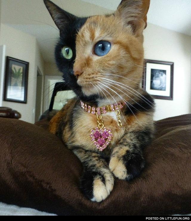 Two-faced cat. Nice necklace btw.