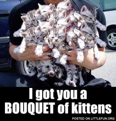 A bouquet of kittens