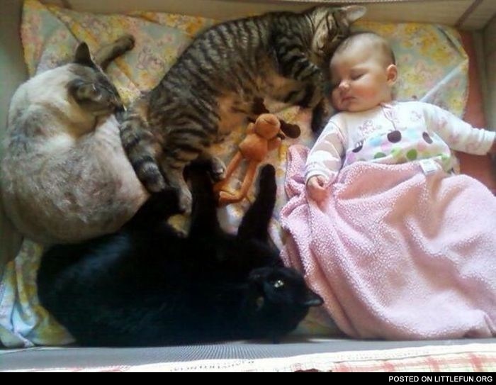 Baby sleeping with cats