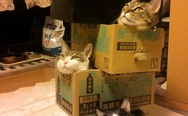 Cats in the boxes