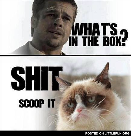 Grumpy cat and Brad Pitt