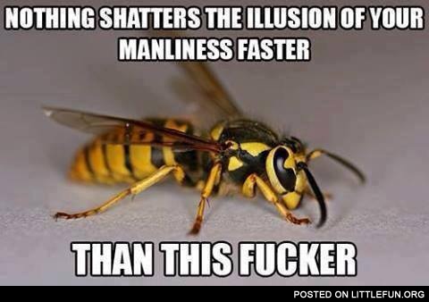 Scumbag wasp
