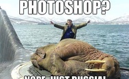 A walrus asleep on a Russian submarine