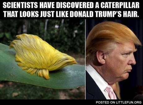 Donald Trump's hair