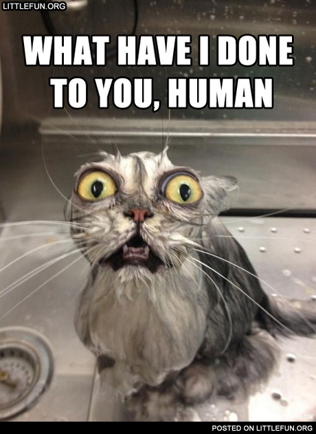 What have I done to you, human