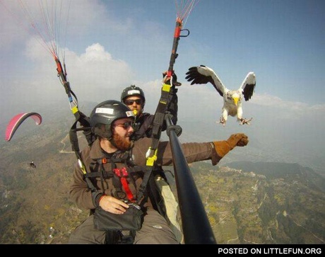 The eagle and skydiver