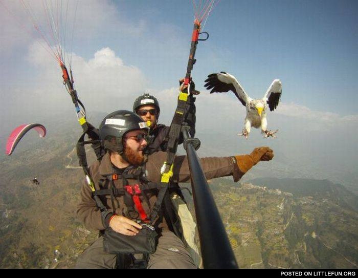 The eagle and skydiver
