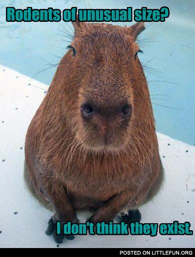 Big rodent